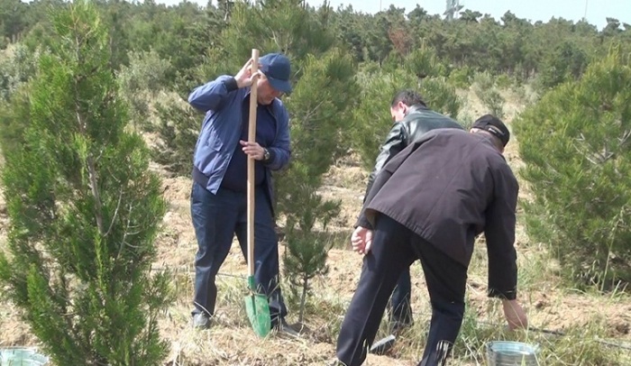 Prokurorluq əməkdaşları ağacəkmə kampaniyası keçirib